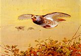 English Partridge In Flight by Archibald Thorburn